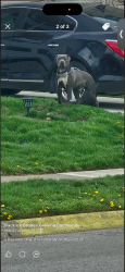 Lost Male Dog last seen Wymore and noe bixby , Columbus, OH 43232