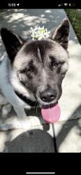 Lost Female Dog last seen Woodlake and Vanowen, Los Angeles, CA 91307