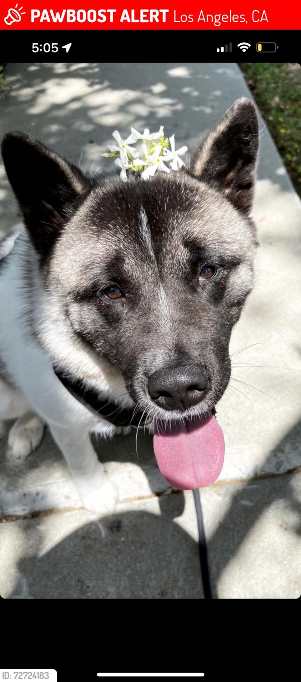 Lost Female Dog last seen Woodlake and Vanowen, Los Angeles, CA 91307