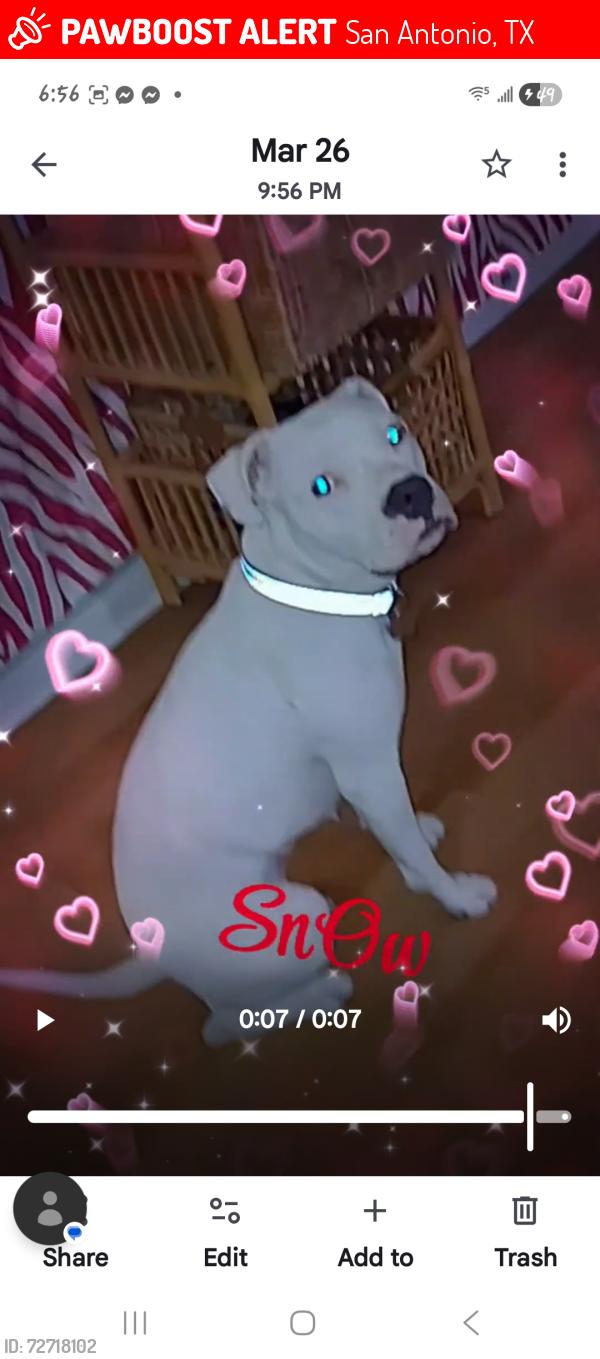 Lost Female Dog last seen Near broadway san antonio tx 78209, San Antonio, TX 78209