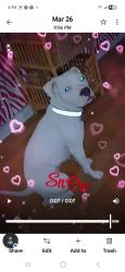 Lost Female Dog last seen Near broadway san antonio tx 78209, San Antonio, TX 78209