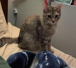 Lost Female Cat last seen James ave S, Burnsville, MN 55337