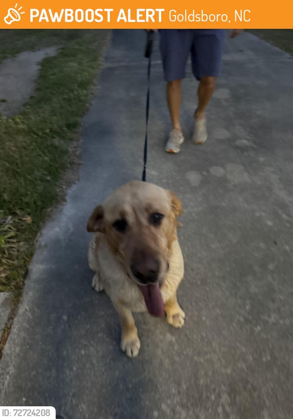 Found/Stray Male Dog last seen Near Holland Hill Dr Goldsboro, Goldsboro, NC 27530
