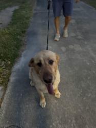 Found/Stray Male Dog last seen Near Holland Hill Dr Goldsboro, Goldsboro, NC 27530