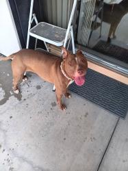 Found/Stray Female Dog last seen Carson and Stella, Tucson, AZ 85730