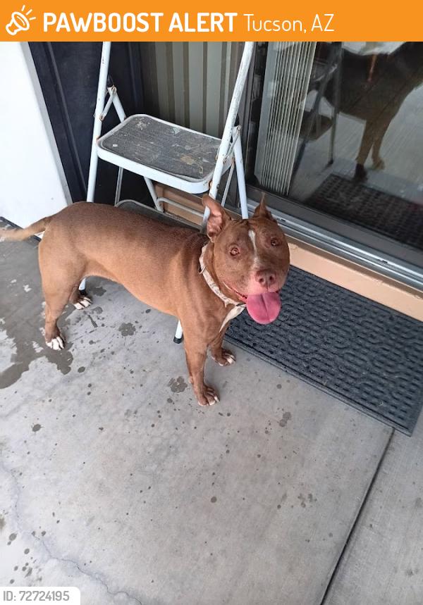 Found/Stray Female Dog last seen Carson and Stella, Tucson, AZ 85730