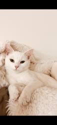 Lost Female Cat last seen Kights gate, king crossing aparments, Henrico, VA 23238