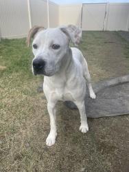 Found/Stray Male Dog last seen East Valley , Spokane Valley, WA 99206
