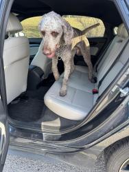Found/Stray Male Dog last seen 59th and Dobbs, Oklahoma City, OK 74857
