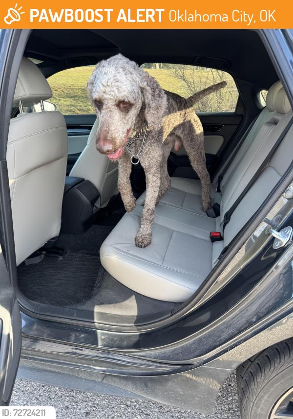 Found/Stray Male Dog last seen 59th and Dobbs, Oklahoma City, OK 74857
