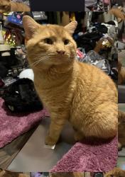Lost Male Cat last seen frailey pl, Portsmouth, VA 23702