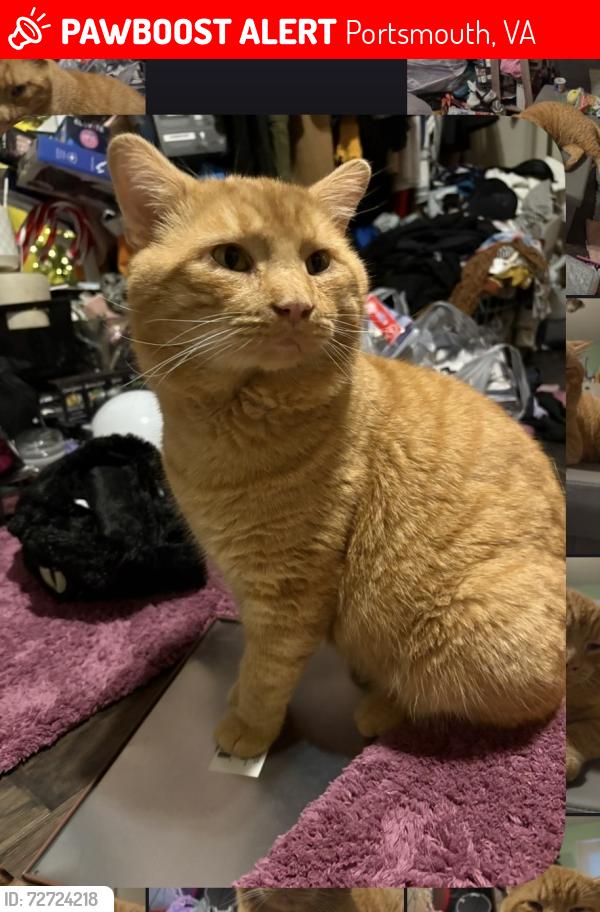 Lost Male Cat last seen frailey pl, Portsmouth, VA 23702