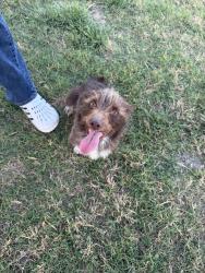 Found/Stray Male Dog last seen County Road 139 , Kaufman County, TX 75142