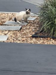 Found/Stray Unknown Cat last seen McDonald’s parking lot , Fort Myers, FL 33901