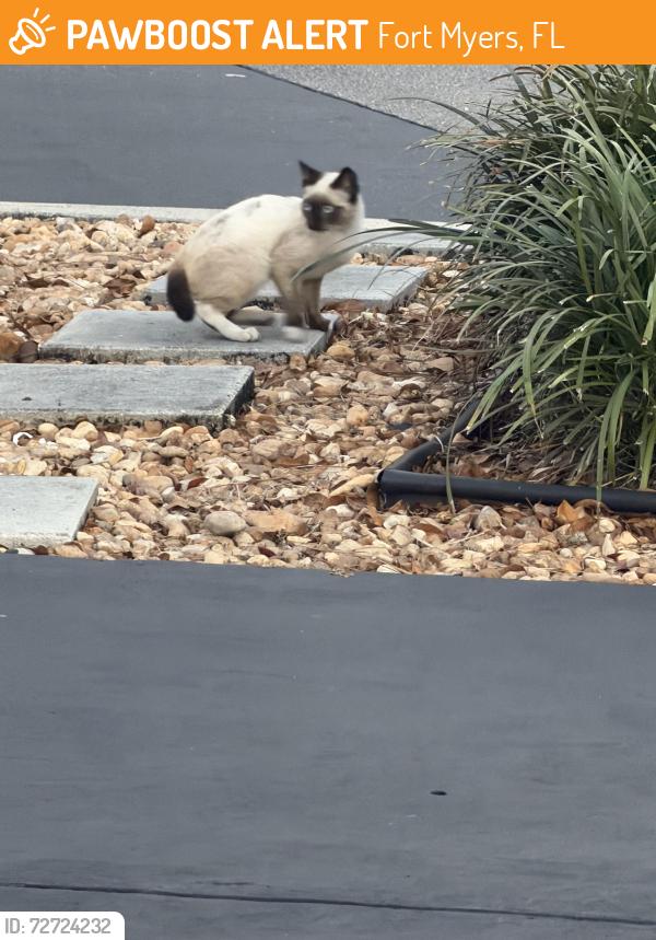 Found/Stray Unknown Cat last seen McDonald’s parking lot , Fort Myers, FL 33901