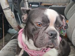 Found/Stray Female Dog last seen capital and snell ave san jose, San Jose, CA 95136