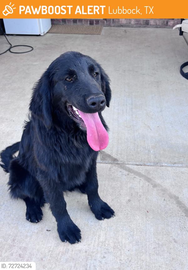 Found/Stray Male Dog last seen 98th and upland , Lubbock, TX 79424