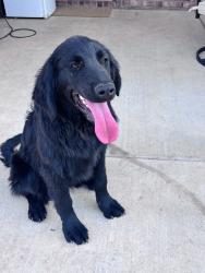 Found/Stray Male Dog last seen 98th and upland , Lubbock, TX 79424