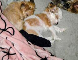 Lost Female Dog last seen Between May & Villa, Oklahoma City, OK 73139