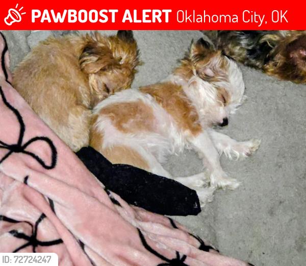 Lost Female Dog last seen Between May & Villa, Oklahoma City, OK 73139