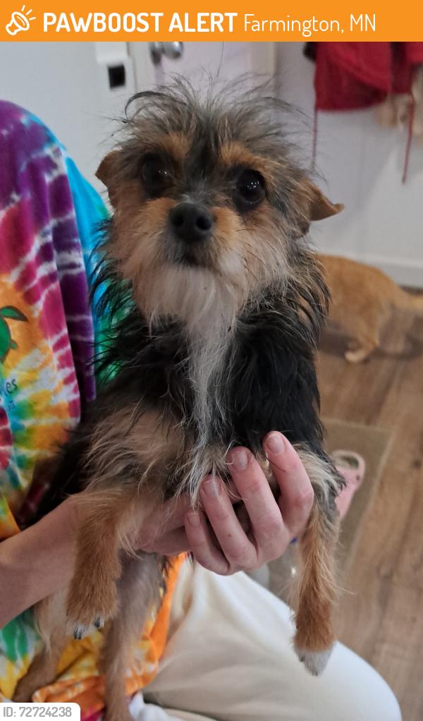 Found/Stray Female Dog last seen Spruce St Farmington, mn , Farmington, MN 55024