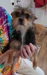 Found/Stray Female Dog last seen Spruce St Farmington, mn , Farmington, MN 55024