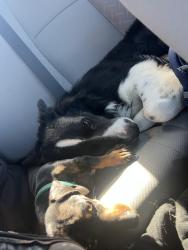 Lost Male Dog last seen Near 14th street , Lubbock, TX 79416