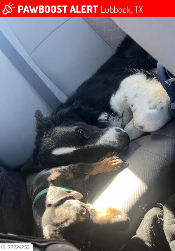 Lost Male Dog last seen Near 14th street , Lubbock, TX 79416