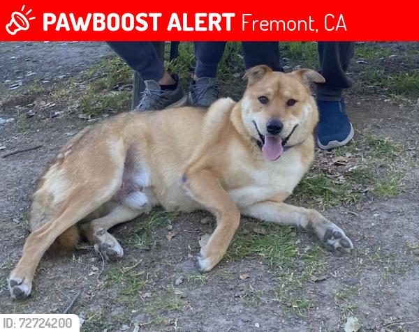 Lost Male Dog last seen Thornton Ave, Fremont, CA 94536