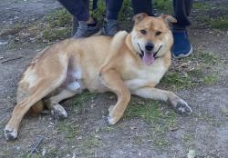 Lost Male Dog last seen Thornton Ave, Fremont, CA 94536