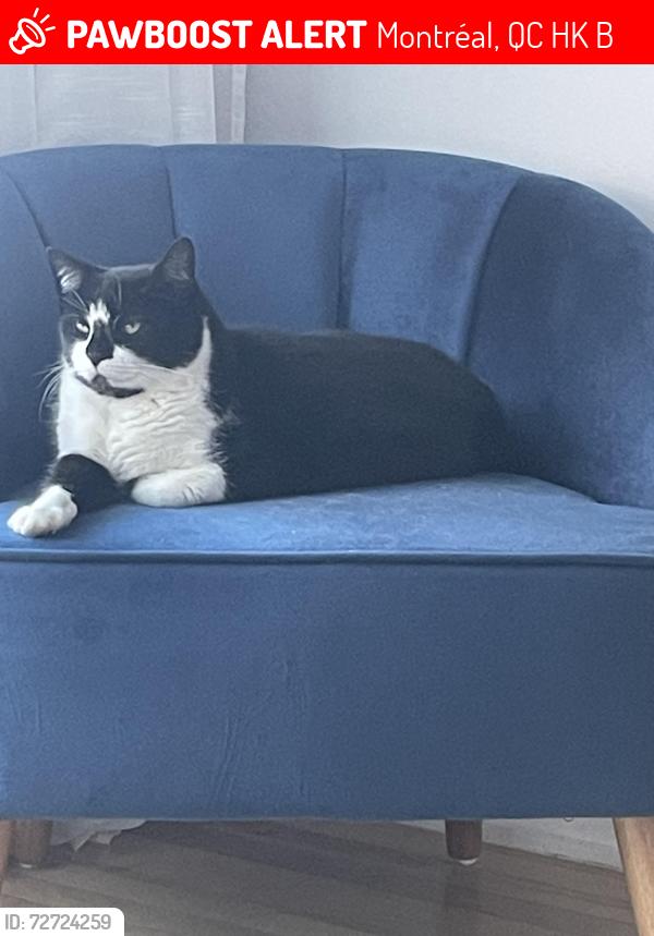 Lost Male Cat last seen Near Parc Beauséjour , Montréal, QC H4K 1B5
