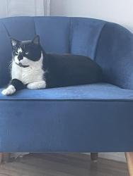 Lost Male Cat last seen Near Parc Beauséjour , Montréal, QC H4K 1B5