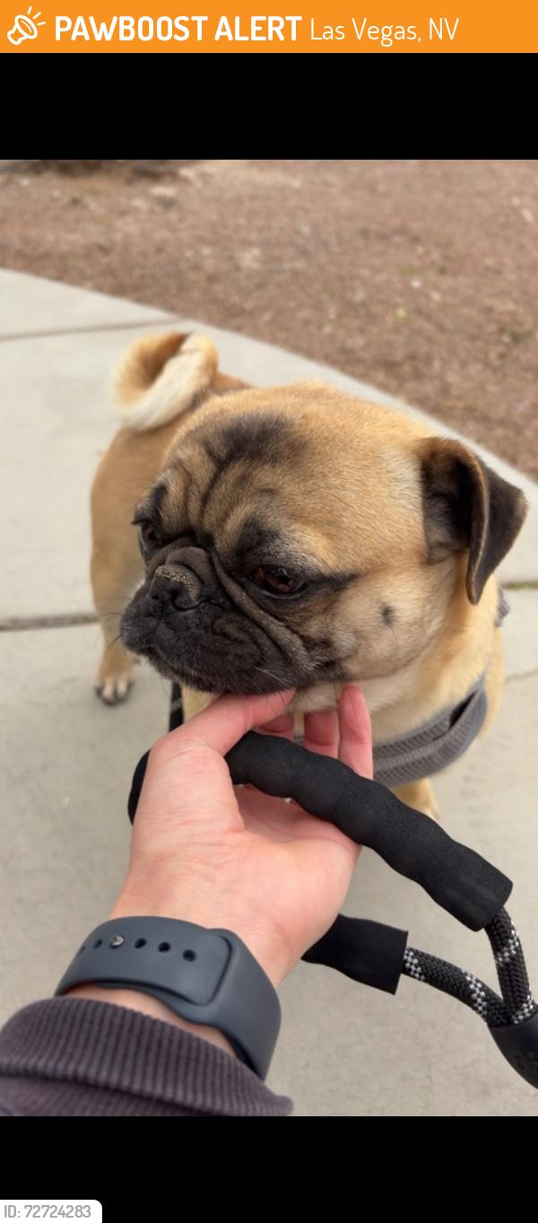 Found/Stray Male Dog last seen Lake mead and hollywood, Las Vegas, NV 89101