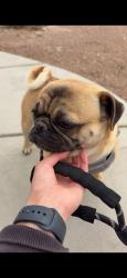 Found/Stray Male Dog last seen Lake mead and hollywood, Las Vegas, NV 89101