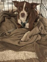Lost Male Dog last seen Honey Tree, San Antonio, TX 78245