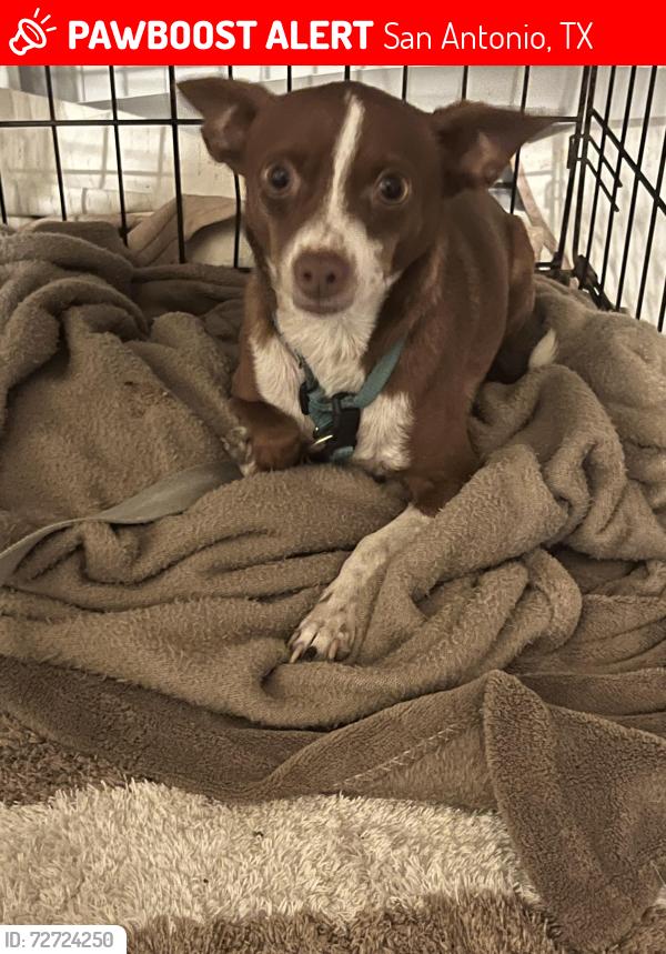 Lost Male Dog last seen Honey Tree, San Antonio, TX 78245