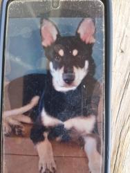 Lost Male Dog last seen Alder ave. Palmetto ave. Granada ave. Alder ave. Tamarind ave. Etc, Fontana, CA 92335