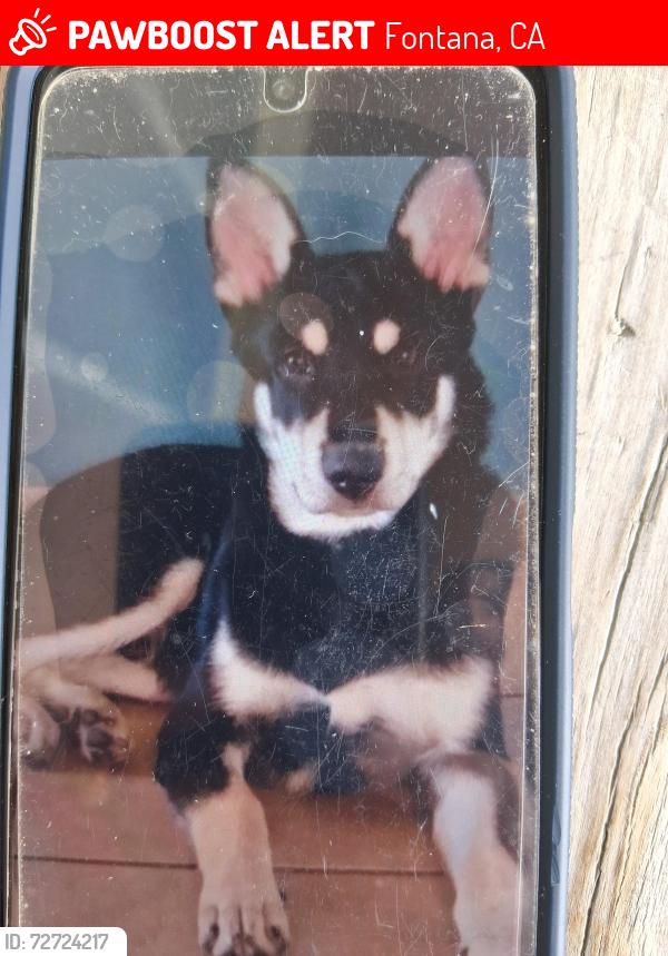 Lost Male Dog last seen Alder ave. Palmetto ave. Granada ave. Alder ave. Tamarind ave. Etc, Fontana, CA 92335