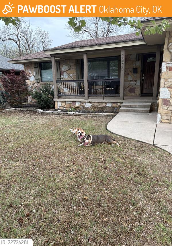 Found/Stray Unknown Dog last seen May ave and nw 63rd, Oklahoma City, OK 73116