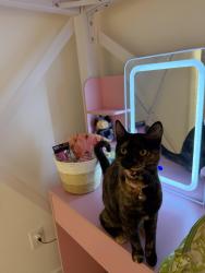 Lost Female Cat last seen Last seen her at 7 am , Fort Worth, TX 76179