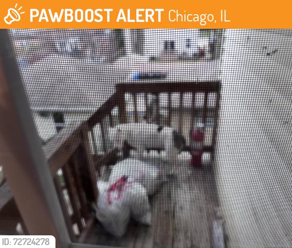 Found/Stray Unknown Dog last seen west lunt ave , Chicago, IL 60646