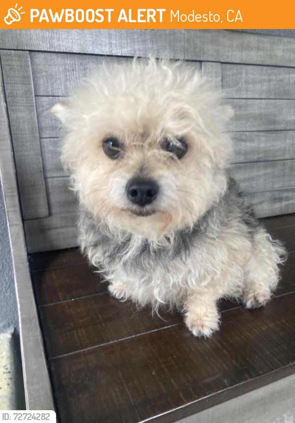 Found/Stray Unknown Dog last seen Near Sherwood park, Modesto, CA 95350