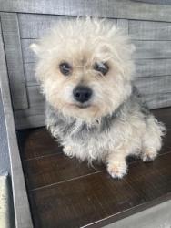 Found/Stray Unknown Dog last seen Near Sherwood park, Modesto, CA 95350