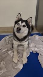 Lost Male Dog last seen Los Lunas Prison , Los Lunas, NM 87031