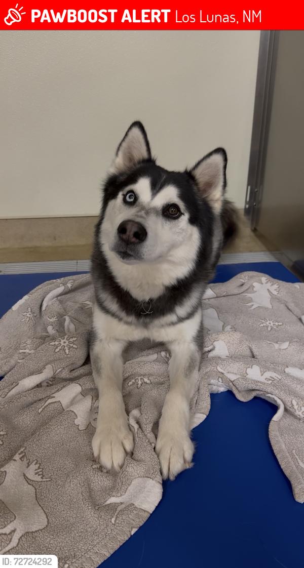 Lost Male Dog last seen Los Lunas Prison , Los Lunas, NM 87031