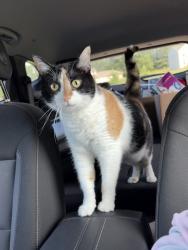 Lost Female Cat last seen Oakland & Romence - Shannondale/Amberly neighborhood, Portage, MI 49024