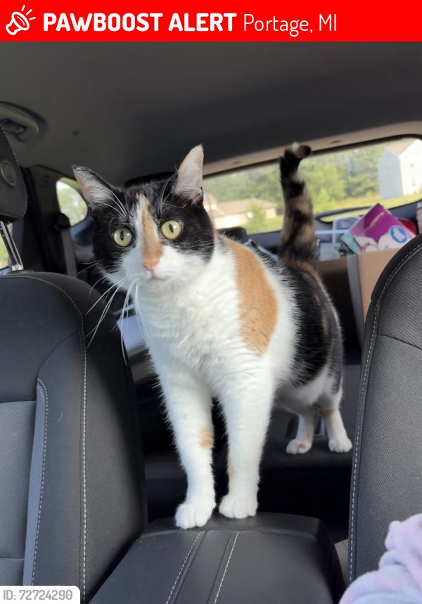 Lost Female Cat last seen Oakland & Romence - Shannondale/Amberly neighborhood, Portage, MI 49024