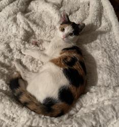 Lost Female Cat last seen Ridge Farm, San Antonio, TX 78230