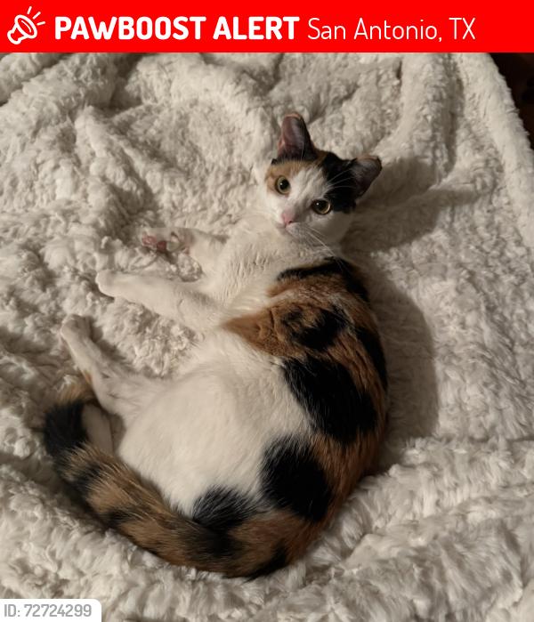 Lost Female Cat last seen Ridge Farm, San Antonio, TX 78230