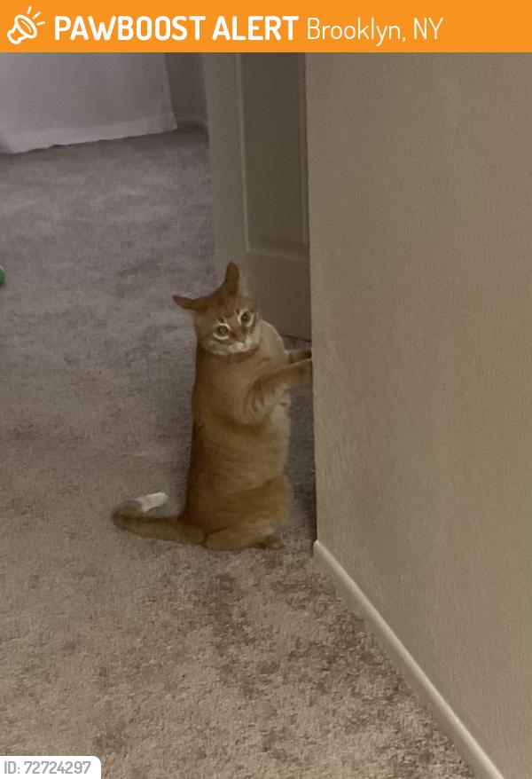 Found/Stray Male Cat last seen Desert lakes apmt, Brooklyn, NY 11214